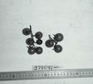 Click for 1 image(s) for this accession. FRUIT